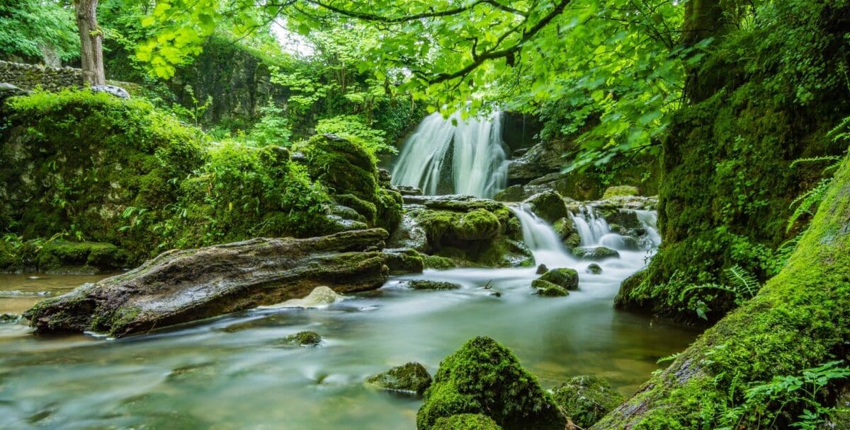 brook in woods